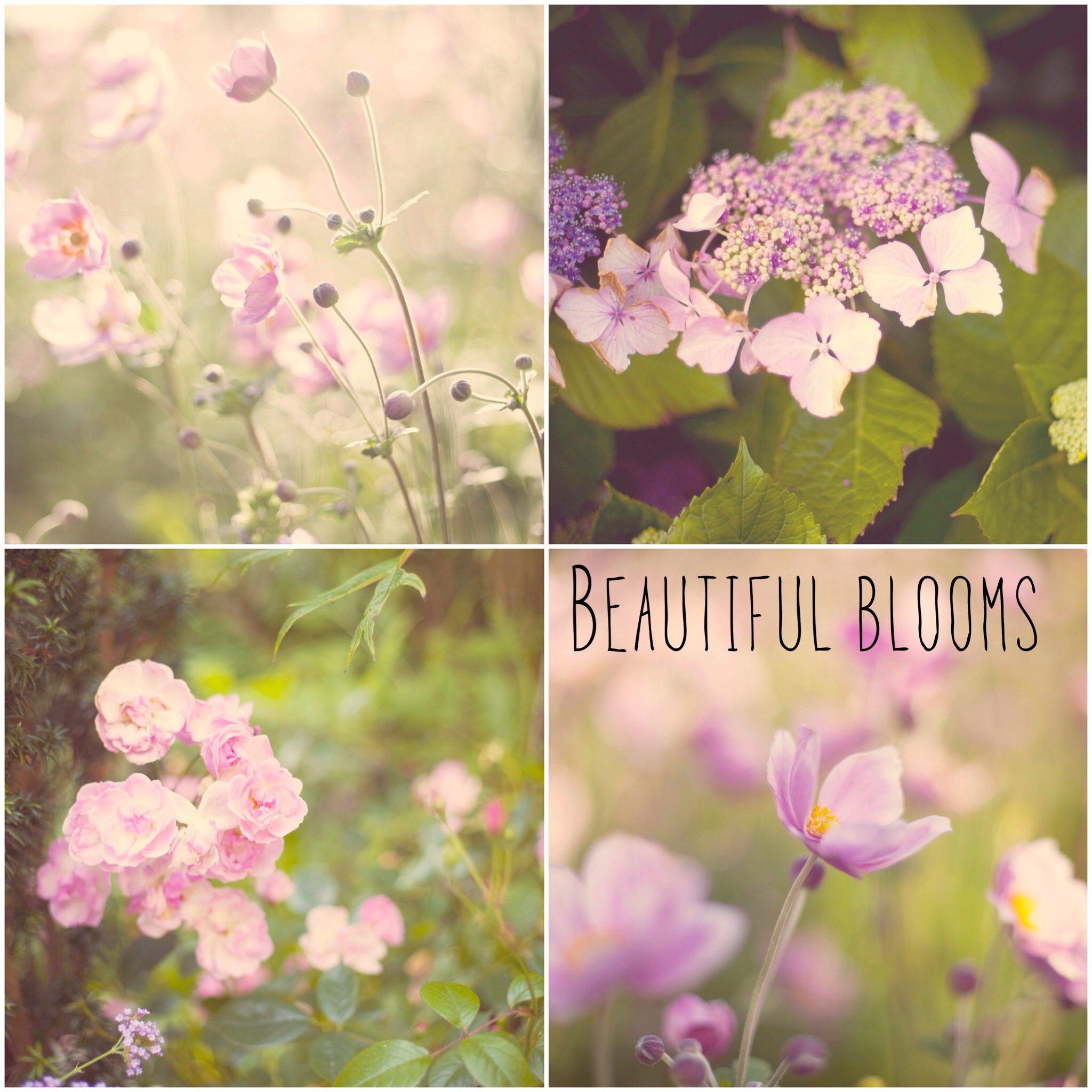 Ballymaloe | nathalie.ie