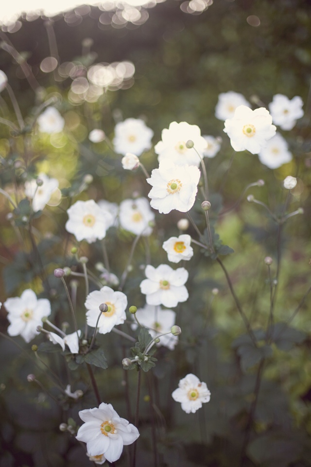 Ballymaloe | nathalie.ie