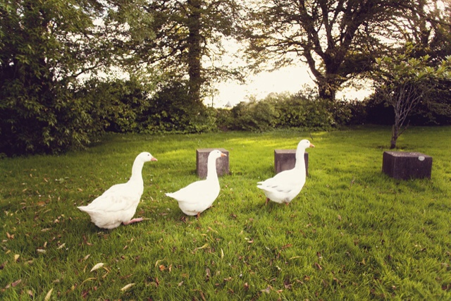 Ballymaloe | nathalie.ie