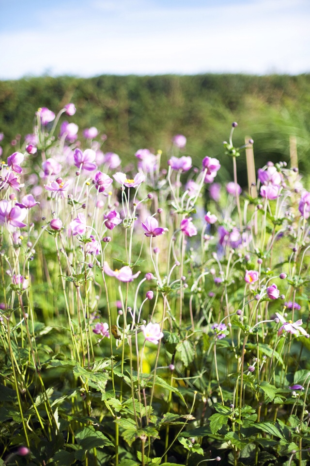 Ballymaloe | nathalie.ie