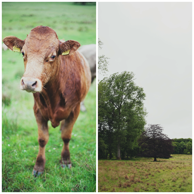 Farnham Estate | nathalie.ie