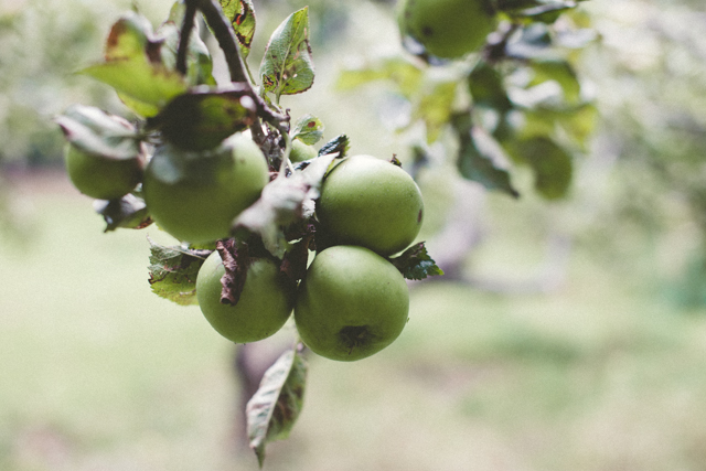 Autumn apples | nathalie.ie