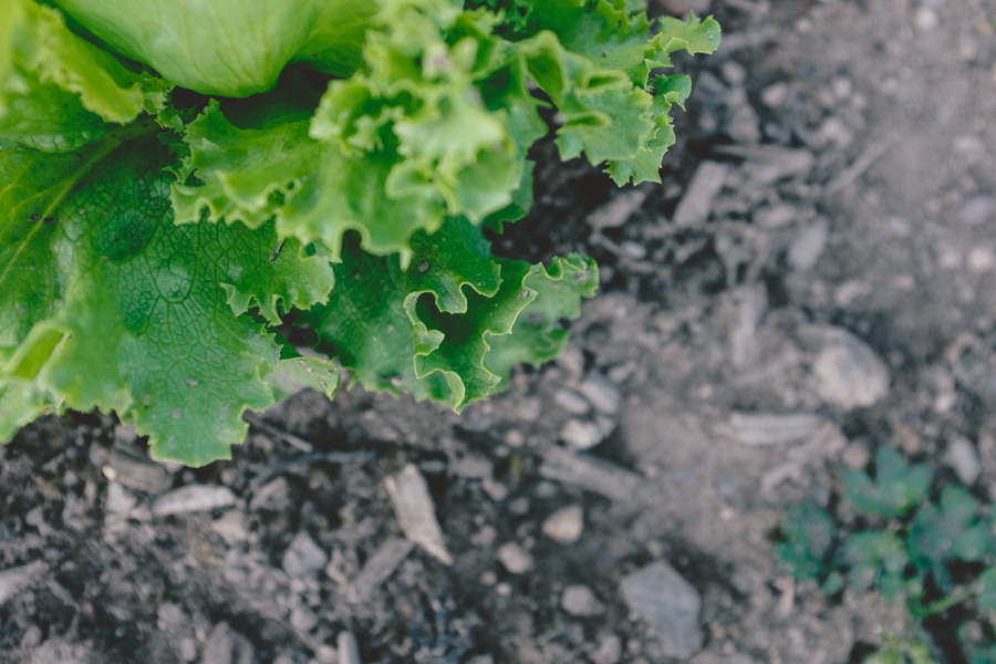 Allotment BBQ | nathalie.ie