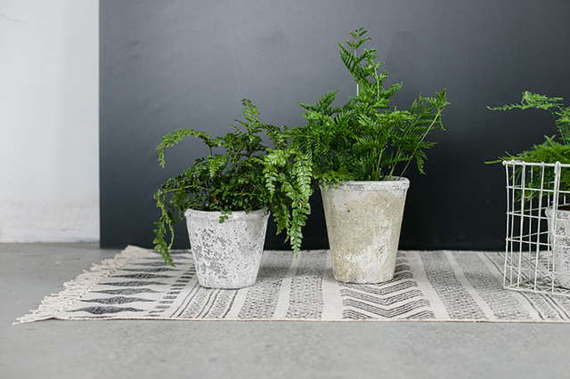 Black, white and botanicals shoot | nathalie.ie