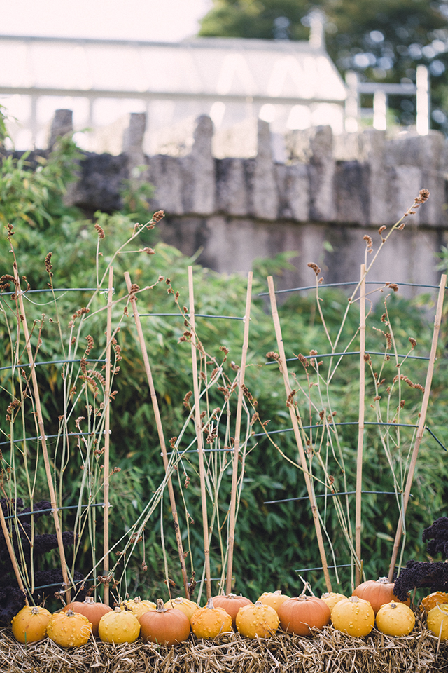 Hallowe'en pumpkins at the National Botanic Gardens, Dublin