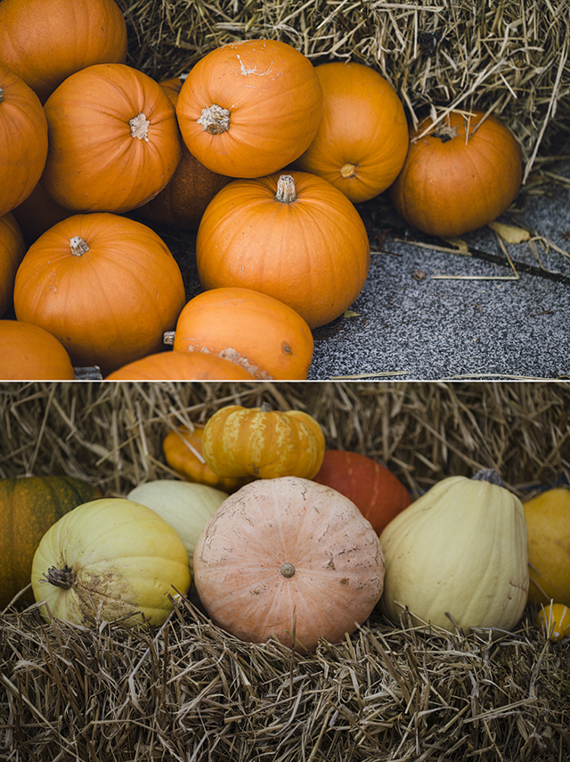 Hallowe'en pumpkins at the National Botanic Gardens, Dublin