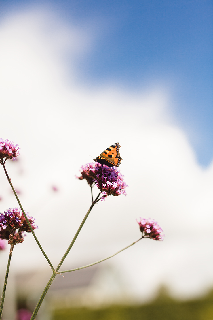 A visit to Ballymaloe | nathalie.ie