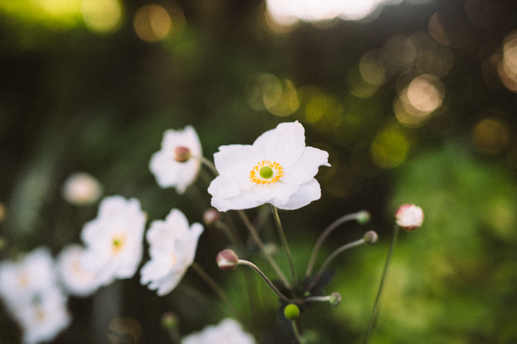 A visit to Ballymaloe | nathalie.ie