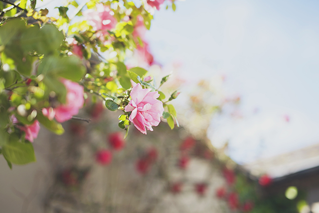 Blooms | nathalie.ie