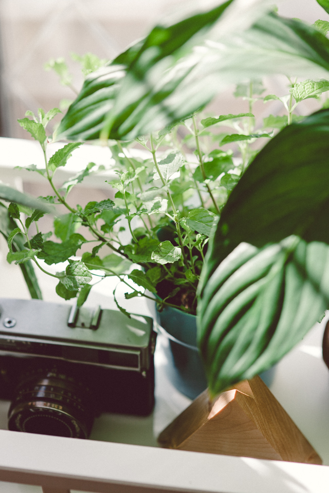 New place (and new plants!) | nathalie.ie