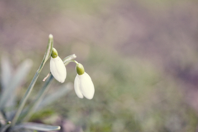 snowdrops | nathalie.ie