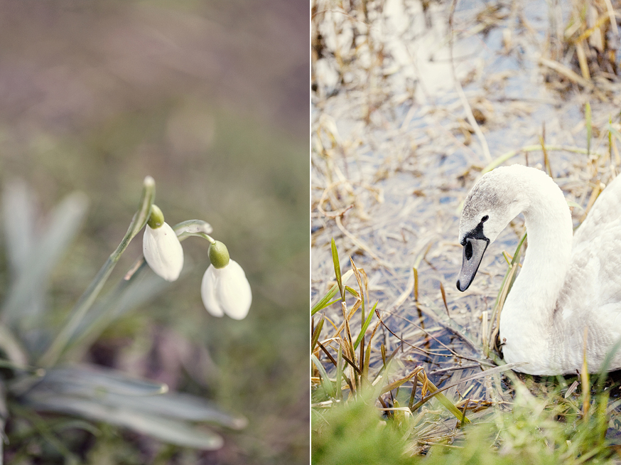 snowdrops | nathalie.ie