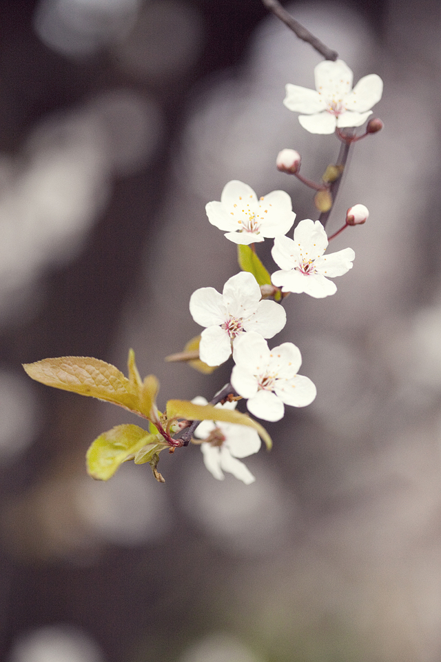 cherry blossoms | nathalie.ie