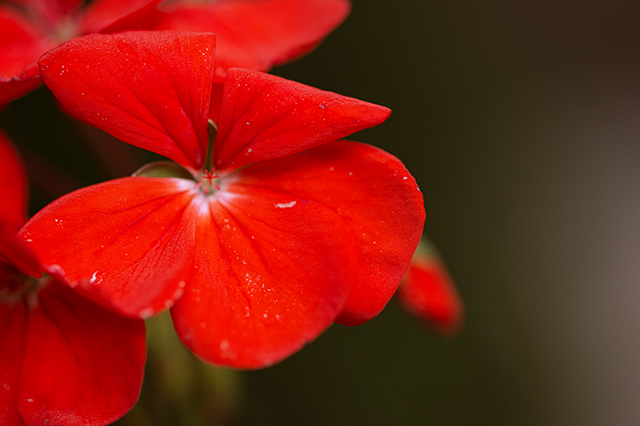 Close Up | August Break on nathalie.ie