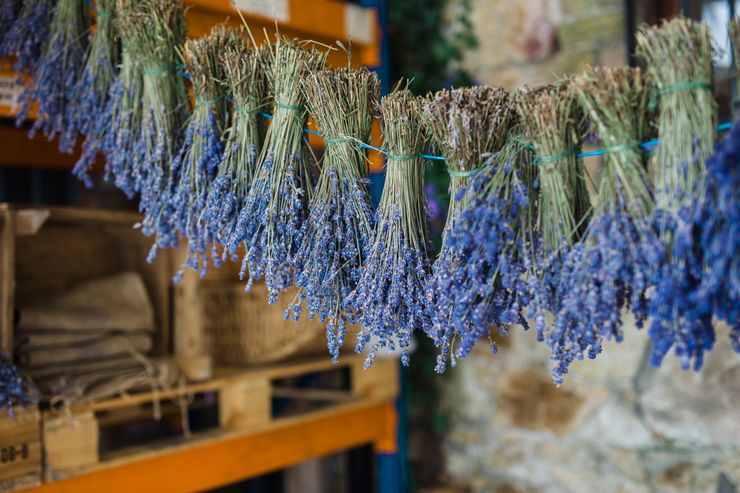 Summer lavender harvest in Wicklow | nathalie