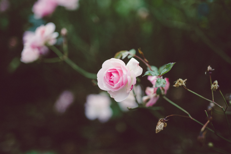 War Memorial Gardens Dublin | nathalie.ie