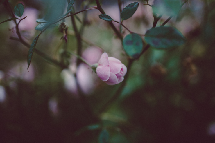 War Memorial Gardens Dublin | nathalie.ie