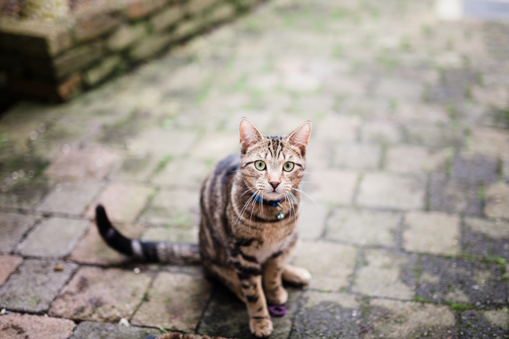 Our new cat! nathalie.ie