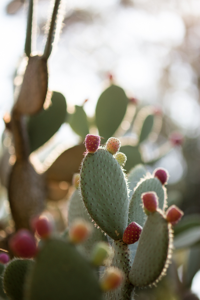 Crushing on Cacti | nathalie.ie