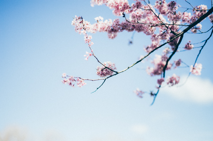Blue skies + blossoms | nathalie.ie
