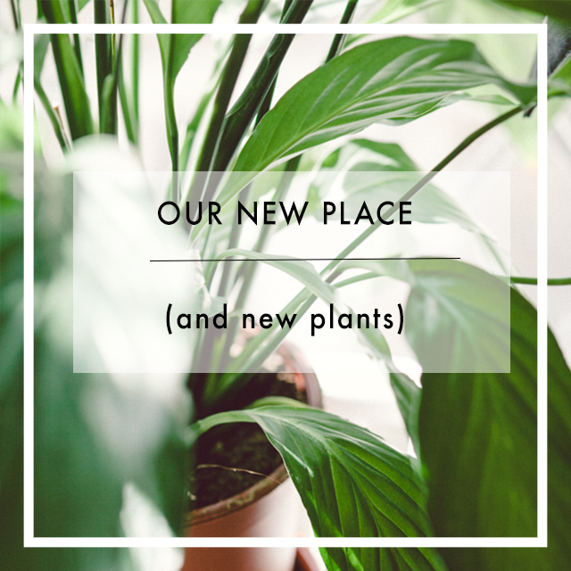 New place (and new plants!) | nathalie.ie