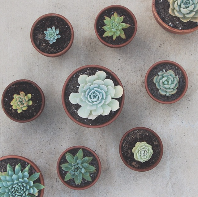 Succulents from @tawwni's Instagram feed | nathalie.ie