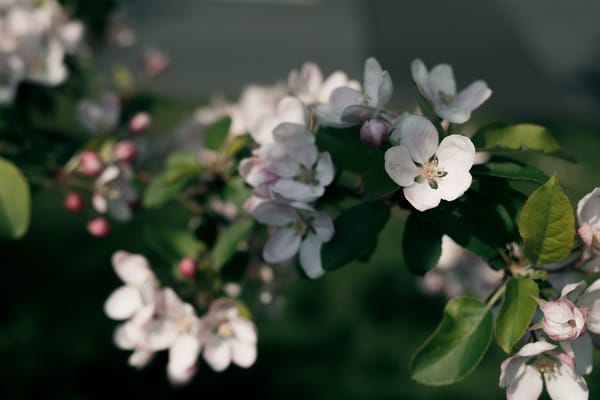 An urban hedgerow photowalk