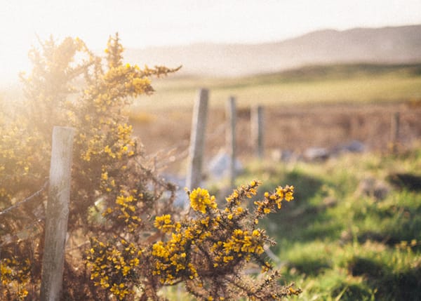 Donegal gorse | nathalie.ie