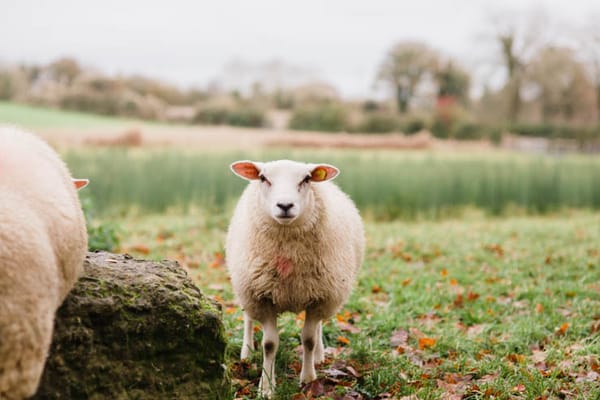 Brookfield Farm for Image Interiors & Living