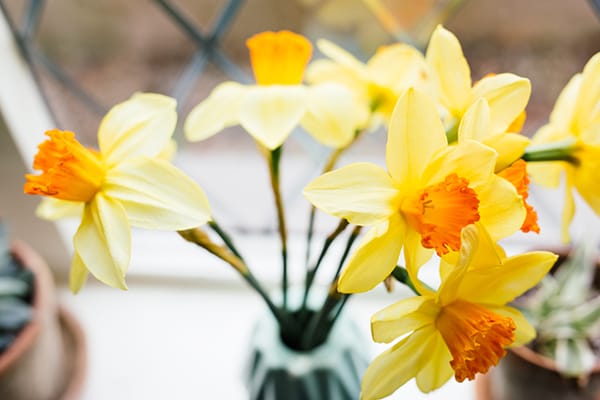 April daffs | nathalie.ie