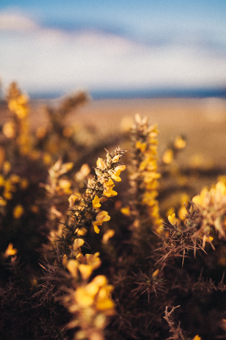 Donegal gorse | nathalie.ie