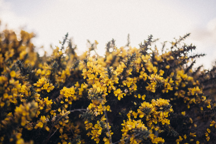 Donegal gorse | nathalie.ie