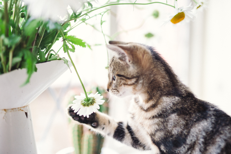 Kittens! | nathalie.ie