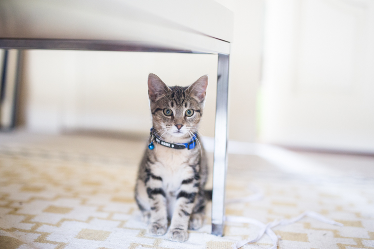 Kittens! | nathalie.ie