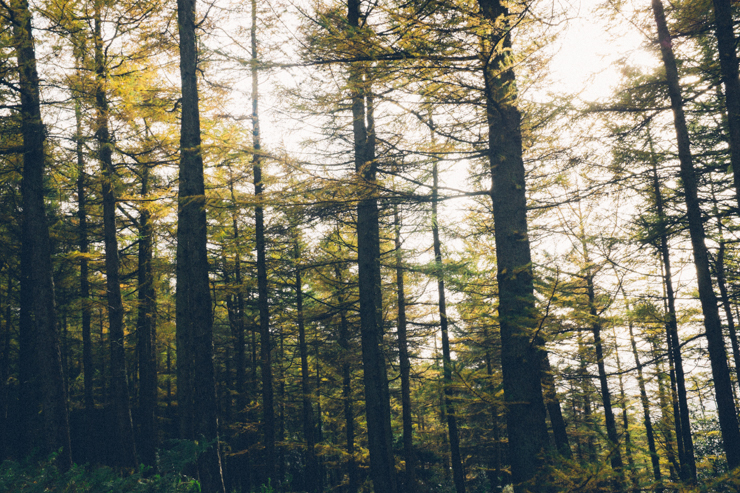 Lead mines walk, Dublin | nathalie.ie