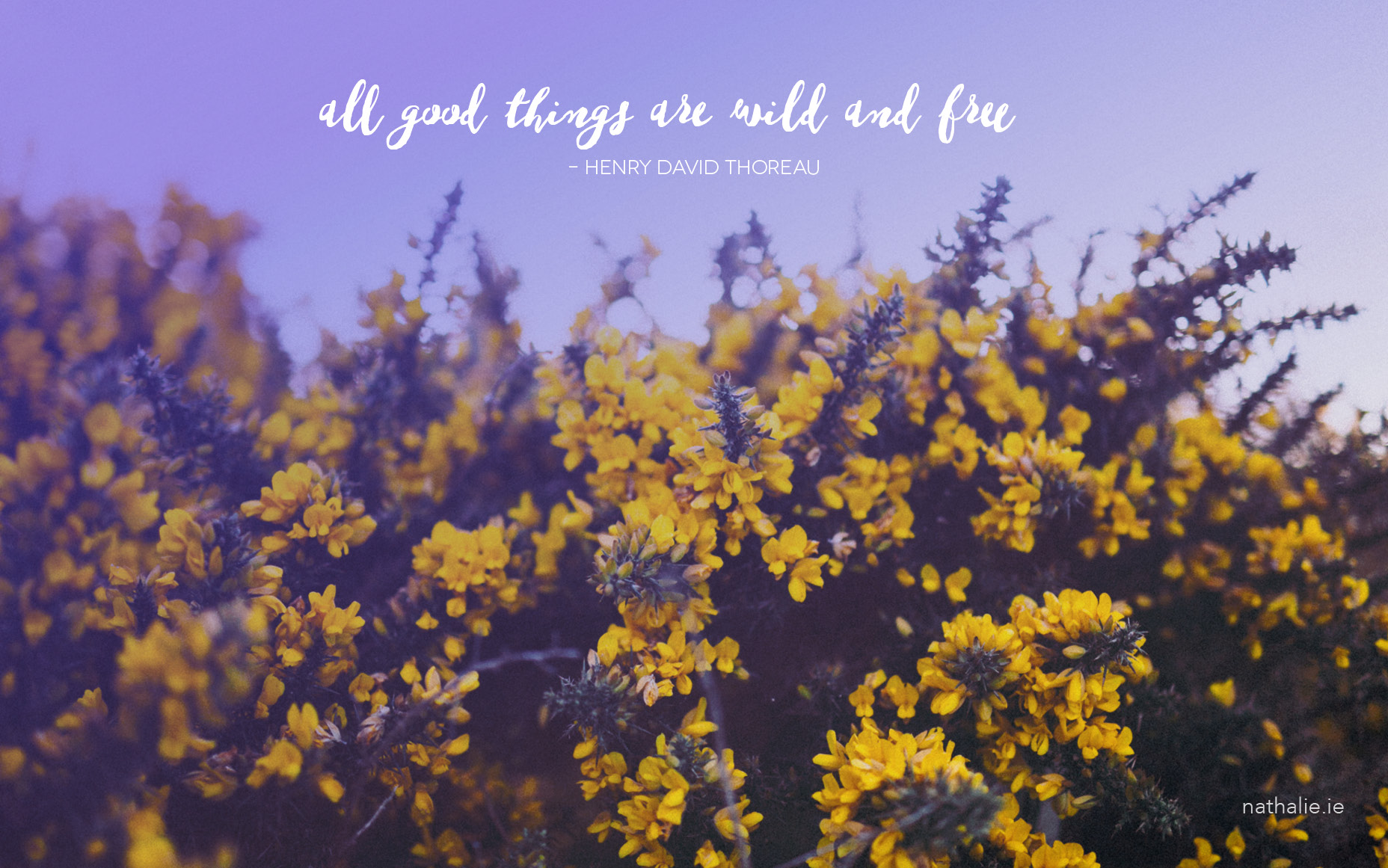 Donegal Gorse: Free Travel Desktop Downloads | nathalie.ie