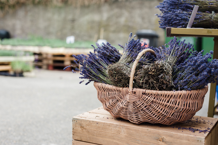 A Summer Lavender Harvest Party