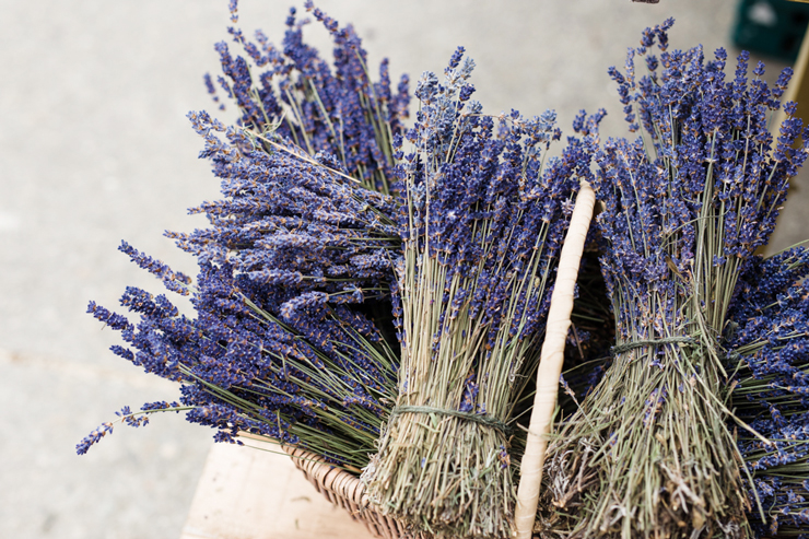 Summer lavender harvest in Wicklow | nathalie